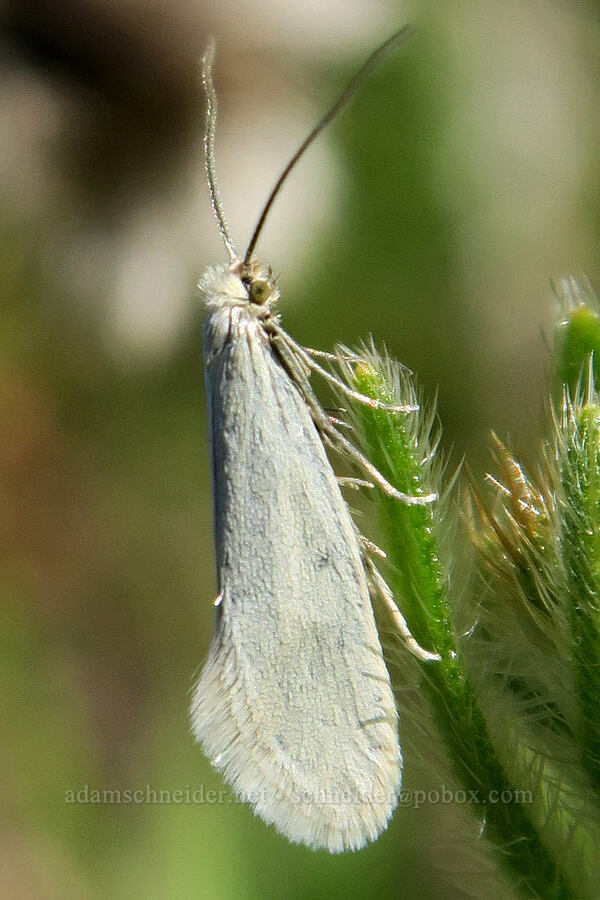 yucca moth (Greya sp.) [Lyle Loop Trail, Klickitat County, Washington]