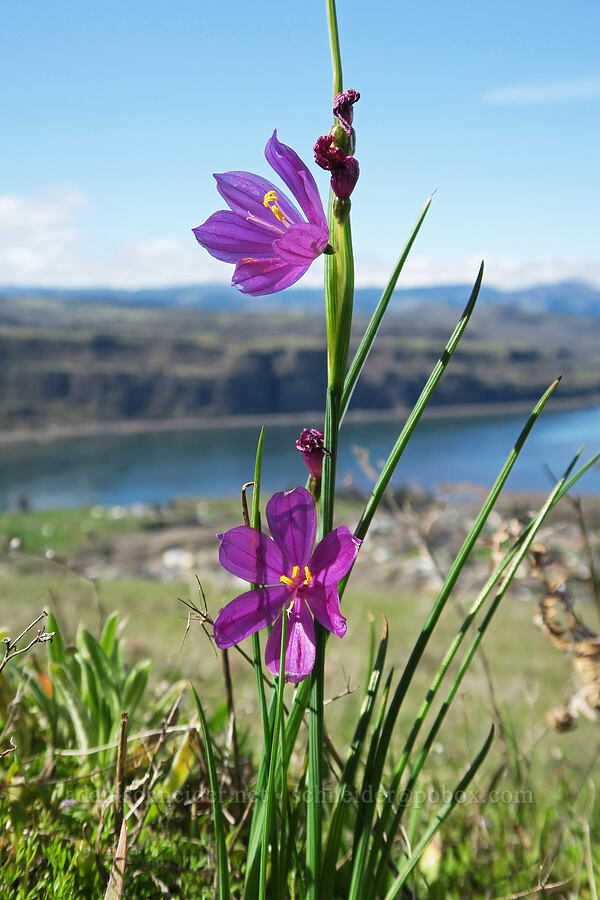 grass-widows (Olsynium douglasii) [Lyle Loop Trail, Klickitat County, Washington]