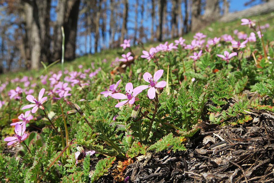filaree (Erodium cicutarium) [Lyle Loop Trail, Klickitat County, Washington]