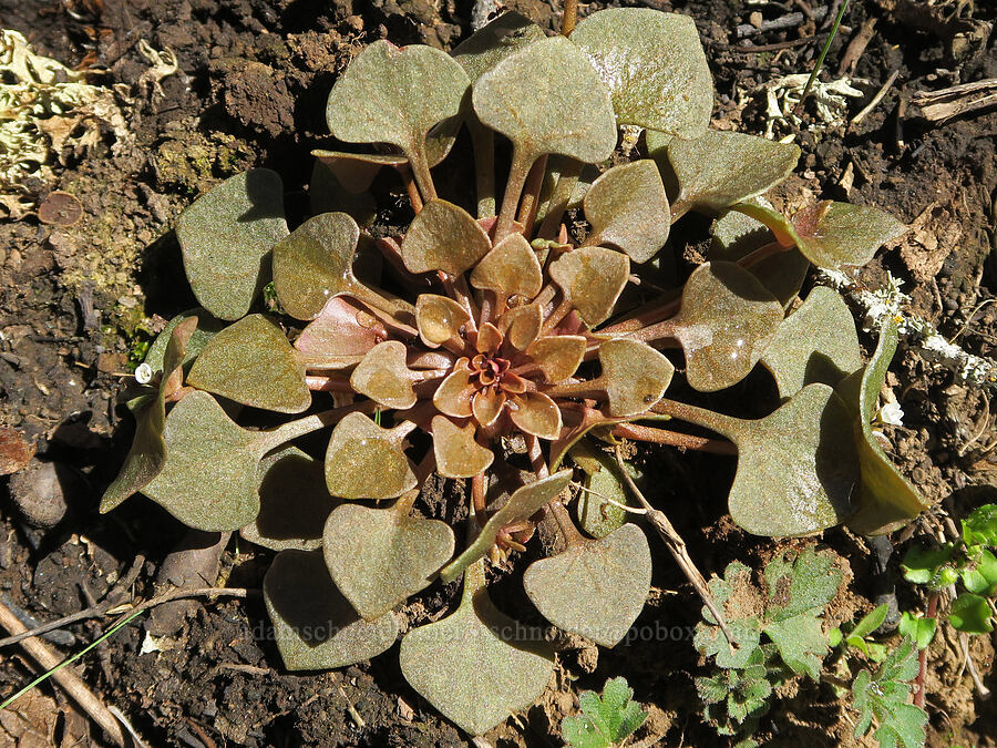 red-stem miner's lettuce (Claytonia rubra ssp. rubra (Montia rubra)) [Lyle Loop Trail, Klickitat County, Washington]