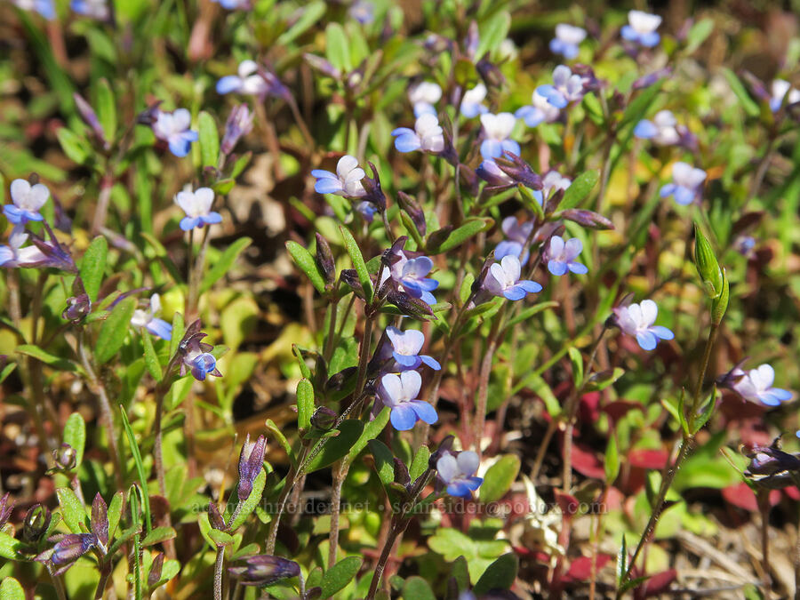small-flowered blue-eyed-Mary (Collinsia parviflora) [Lyle Loop Trail, Klickitat County, Washington]