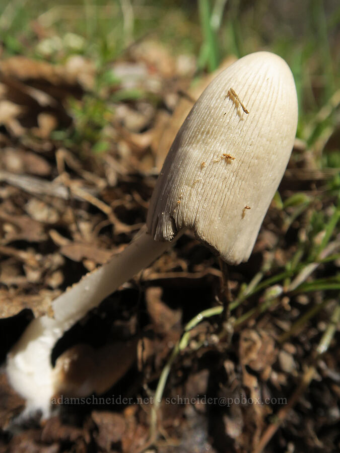tall beige mushroom [Lyle Loop Trail, Klickitat County, Washington]