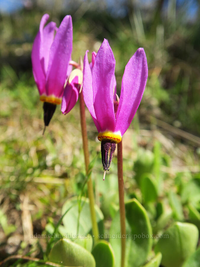 desert shooting-star (Dodecatheon conjugens (Primula conjugens)) [Lyle Loop Trail, Klickitat County, Washington]