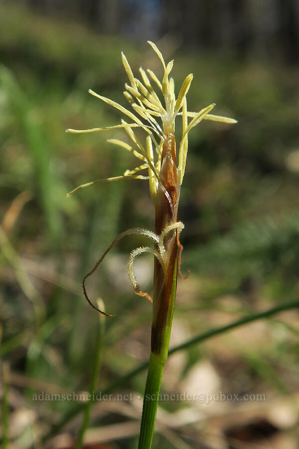 elk sedge (Carex geyeri) [Lyle Loop Trail, Klickitat County, Washington]