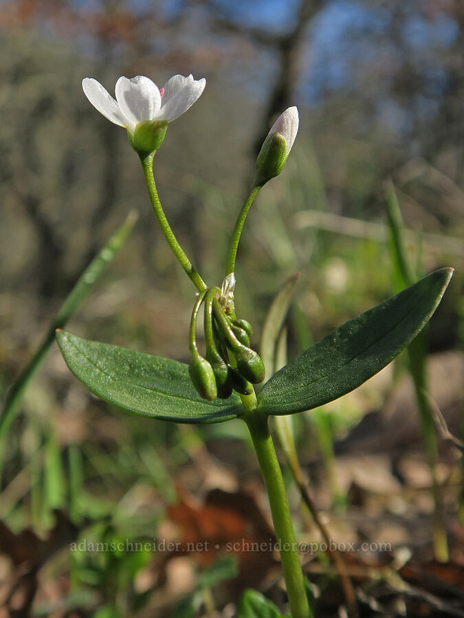 lance-leaf spring-beauty (Claytonia lanceolata) [Lyle Loop Trail, Klickitat County, Washington]
