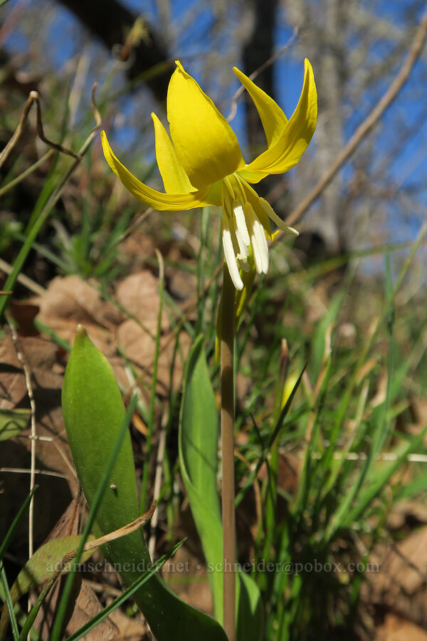 glacier lily (Erythronium grandiflorum) [Lyle Cherry Orchard Trail, Klickitat County, Washington]