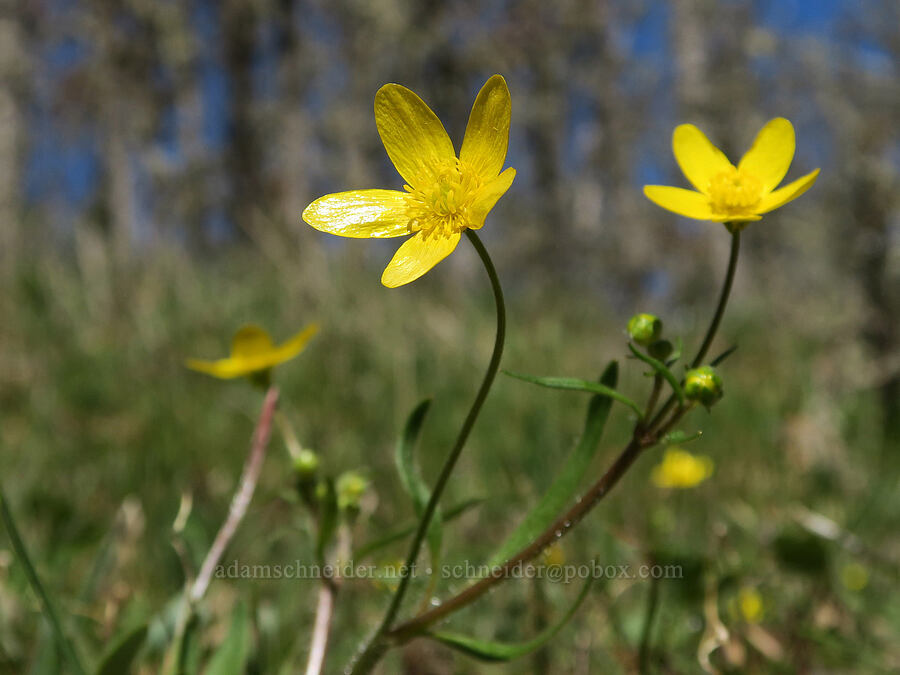 western buttercups (Ranunculus occidentalis) [Lyle Cherry Orchard Trail, Klickitat County, Washington]