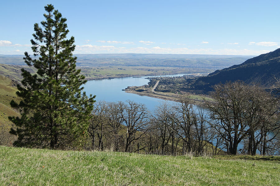 view toward The Dalles [Lyle Cherry Orchard, Klickitat County, Washington]