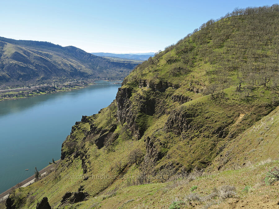 cliffs & the Columbia River [Lyle Cherry Orchard, Klickitat County, Washington]