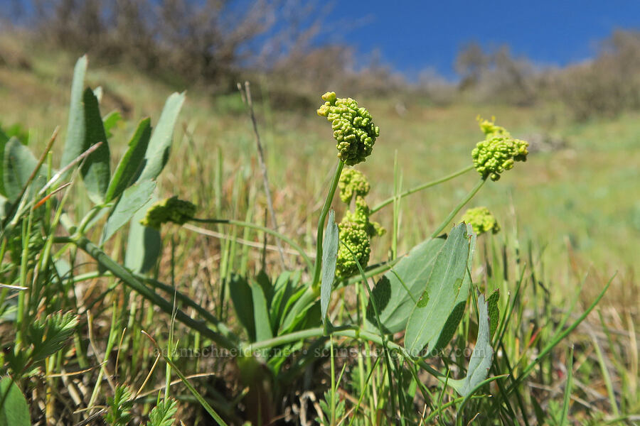 bare-stem desert parsley (Lomatium nudicaule) [Lyle Cherry Orchard, Klickitat County, Washington]