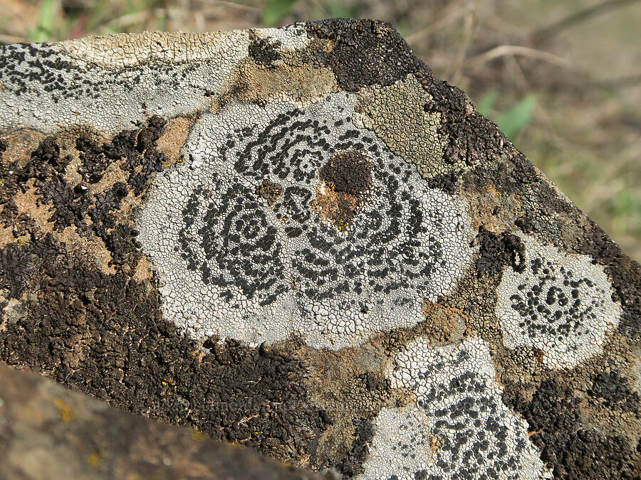 crustose lichen [Lyle Cherry Orchard Trail, Klickitat County, Washington]