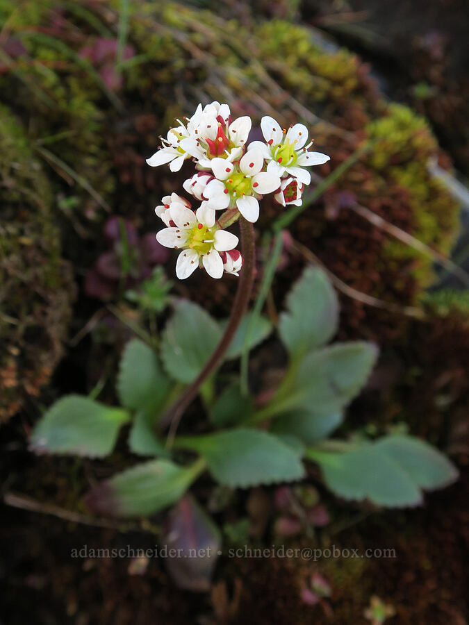 northwestern saxifrage (Micranthes occidentalis (Saxifraga occidentalis)) [Catherine Creek, Gifford Pinchot National Forest, Klickitat County, Washington]