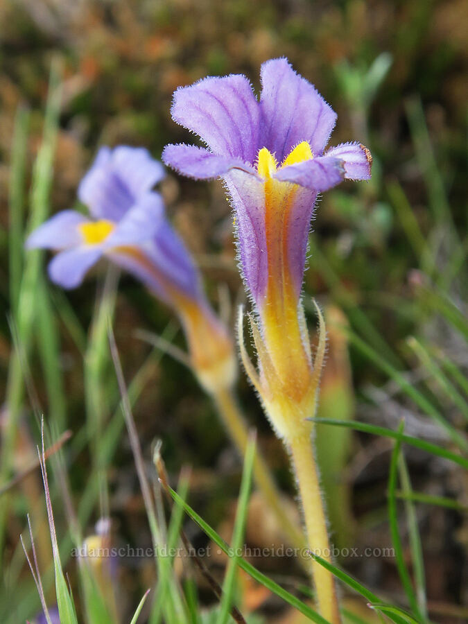 naked broomrape (Aphyllon purpureum (Orobanche uniflora)) [Catherine Creek, Gifford Pinchot National Forest, Klickitat County, Washington]
