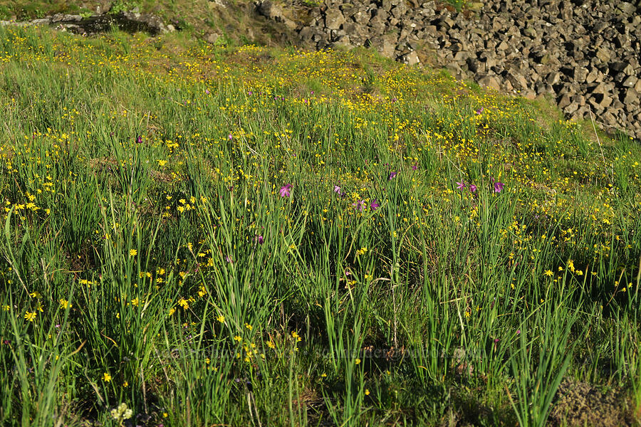wildflowers (Lomatium klickitatense (Lomatium grayi), Crocidium multicaule, Olsynium douglasii, Fritillaria pudica) [Catherine Creek, Gifford Pinchot National Forest, Klickitat County, Washington]