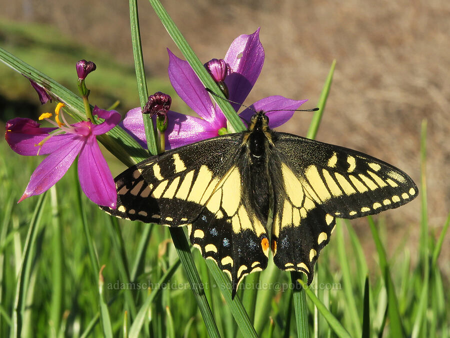 anise swallowtail butterfly on grass-widows (Papilio zelicaon, Olsynium douglasii) [Catherine Creek, Gifford Pinchot National Forest, Klickitat County, Washington]