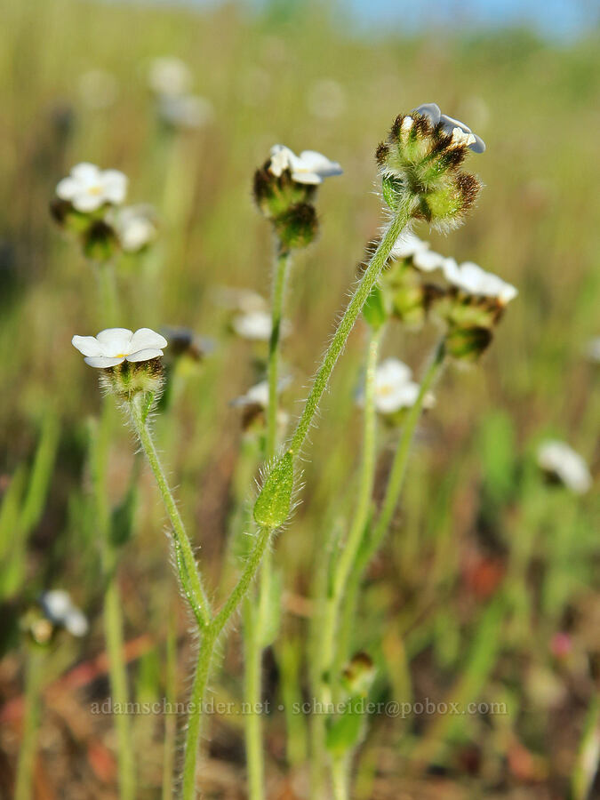 slender popcorn flower (Plagiobothrys tenellus) [above Hewett Lake, Gifford Pinchot National Forest, Klickitat County, Washington]