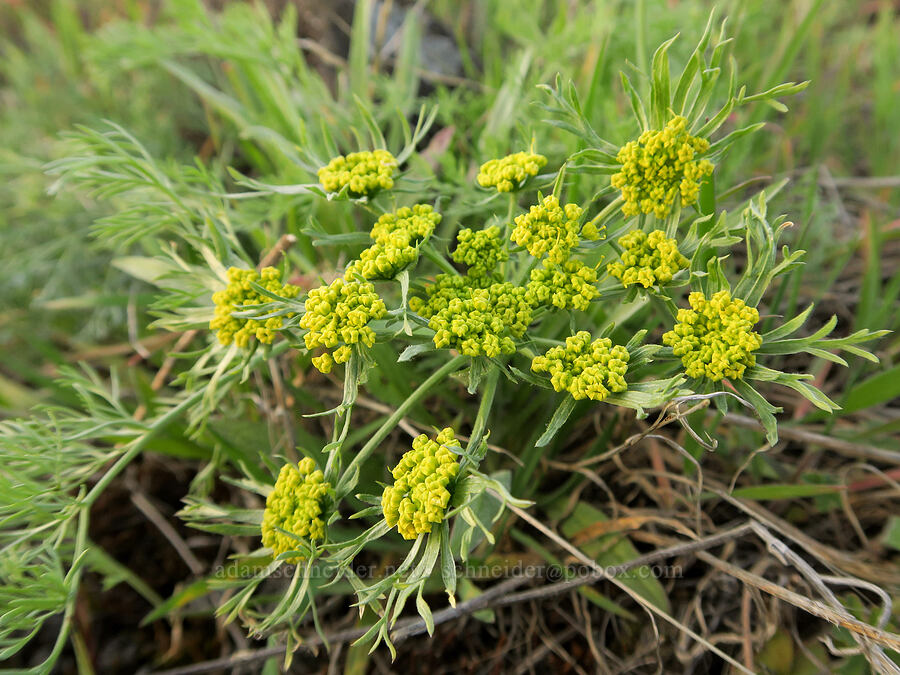 big-seed biscuitroot (Lomatium macrocarpum) [above Hewett Lake, Gifford Pinchot National Forest, Klickitat County, Washington]