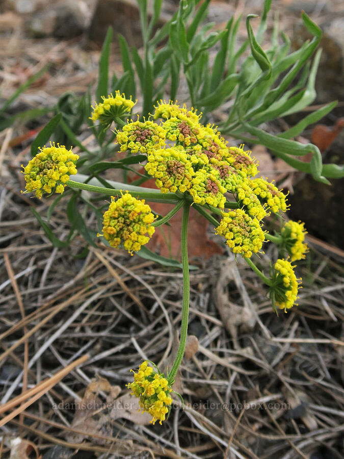 nine-leaf desert parsley (Lomatium brevifolium (Lomatium triternatum var. brevifolium)) [Old Highway 8, Klickitat County, Washington]