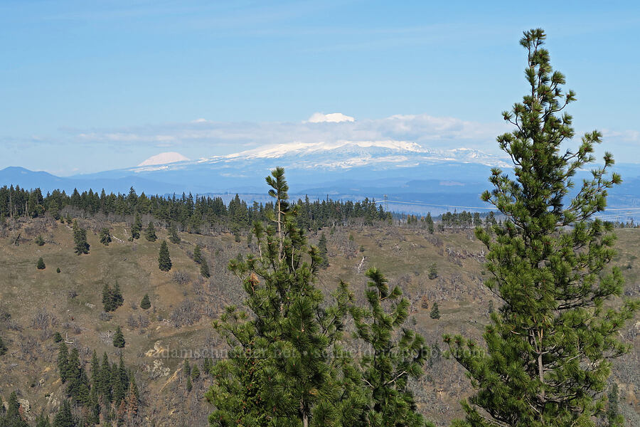 Mt. Adams & Mt. Rainier [Mill Creek Ridge, Wasco County, Oregon]