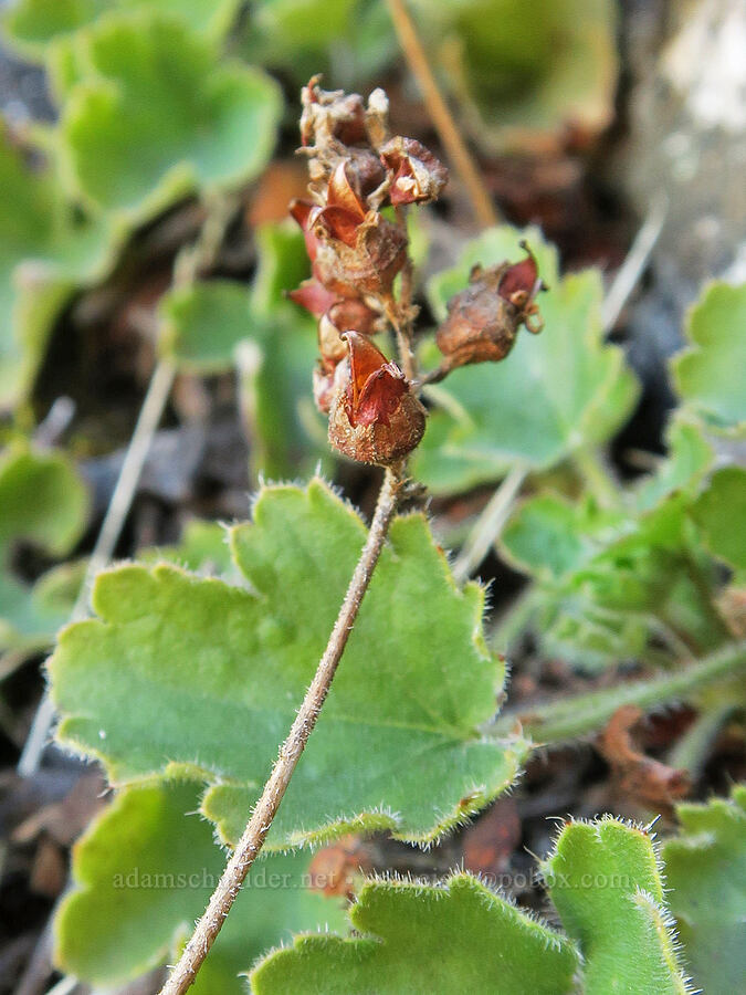 thin-leaf alumroot seed capsules (Heuchera grossulariifolia var. tenuifolia) [Mill Creek Ridge, Wasco County, Oregon]