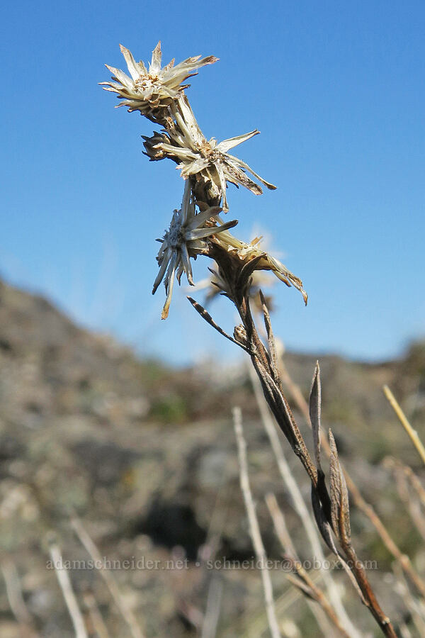 last year's Hall's golden-weed (Columbiadoria hallii (Haplopappus hallii)) [Mill Creek Ridge, Wasco County, Oregon]