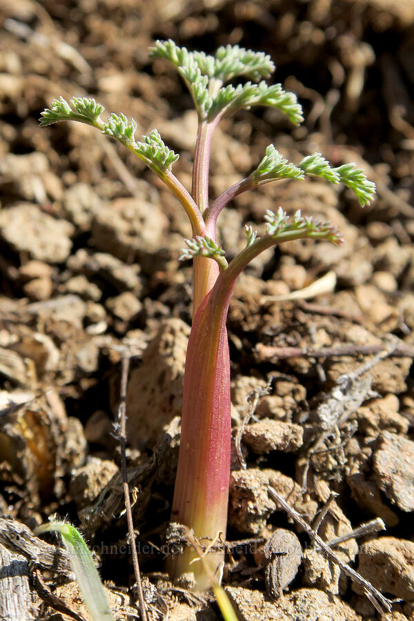 pungent desert parsley leaves (Lomatium papilioniferum (Lomatium grayi)) [Mill Creek Ridge, Wasco County, Oregon]