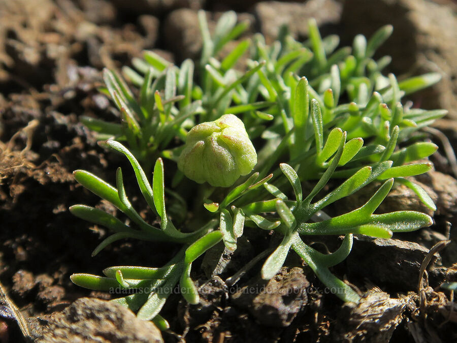 Dalles Mountain buttercup, budding (Ranunculus triternatus (Ranunculus reconditus)) [Mill Creek Ridge, Wasco County, Oregon]