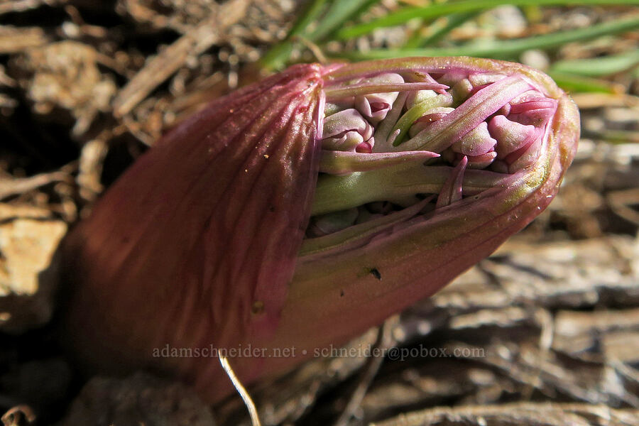 Columbia desert parsley shoot (Lomatium columbianum) [Mill Creek Ridge, Wasco County, Oregon]
