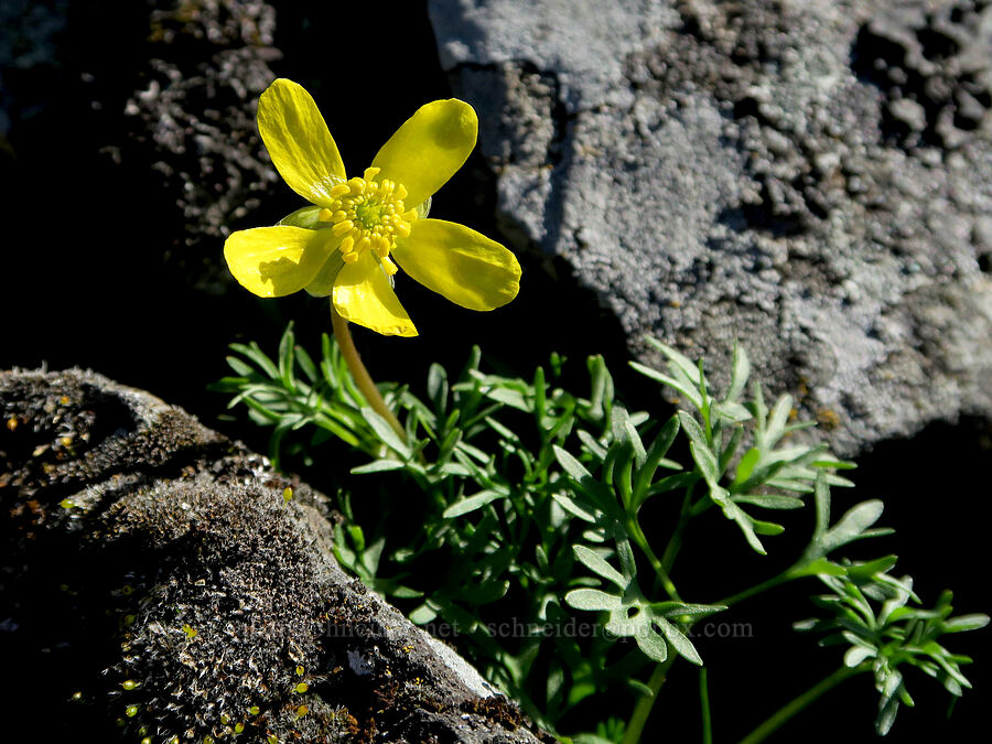 Dalles Mountain buttercup (Ranunculus triternatus (Ranunculus reconditus)) [Mill Creek Ridge, Wasco County, Oregon]