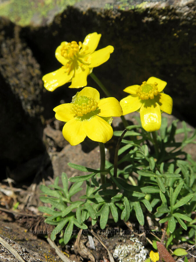 Dalles Mountain buttercup (Ranunculus triternatus (Ranunculus reconditus)) [Mill Creek Ridge, Wasco County, Oregon]
