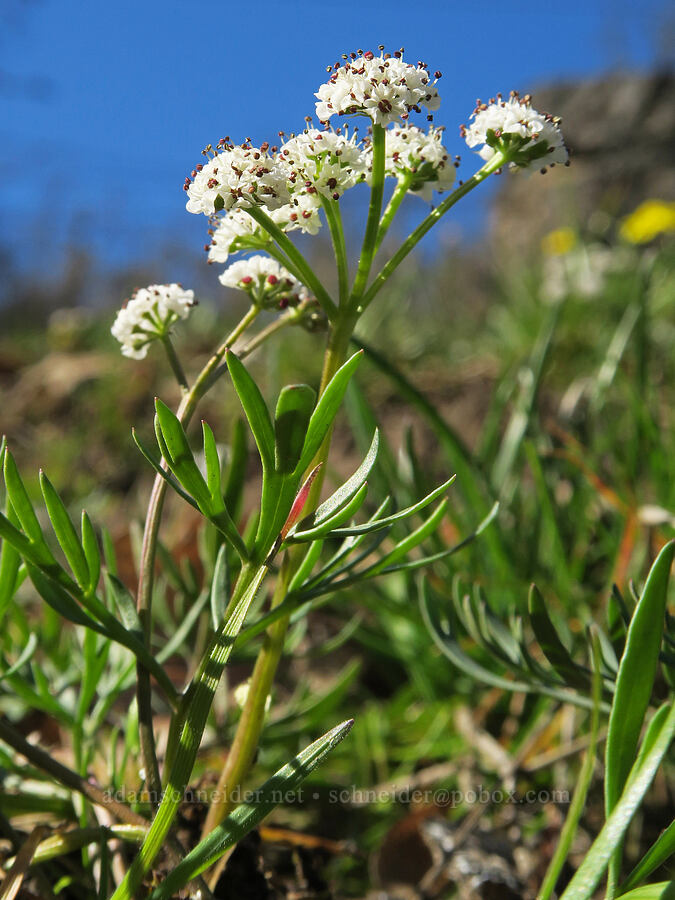Piper's desert parsley (Lomatium piperi) [Upper Mill Creek Road, Wasco County, Oregon]