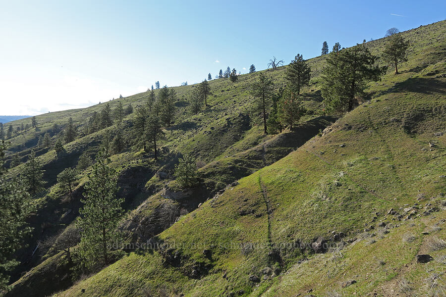 gullies & ridges [Mill Creek Ridge Preserve, Wasco County, Oregon]