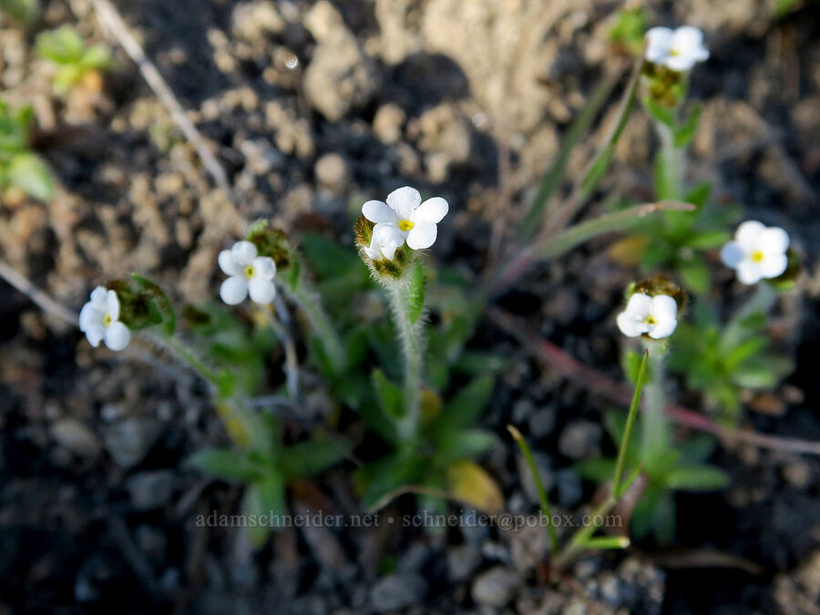 slender popcorn flower (Plagiobothrys tenellus) [Mill Creek Ridge Preserve, Wasco County, Oregon]
