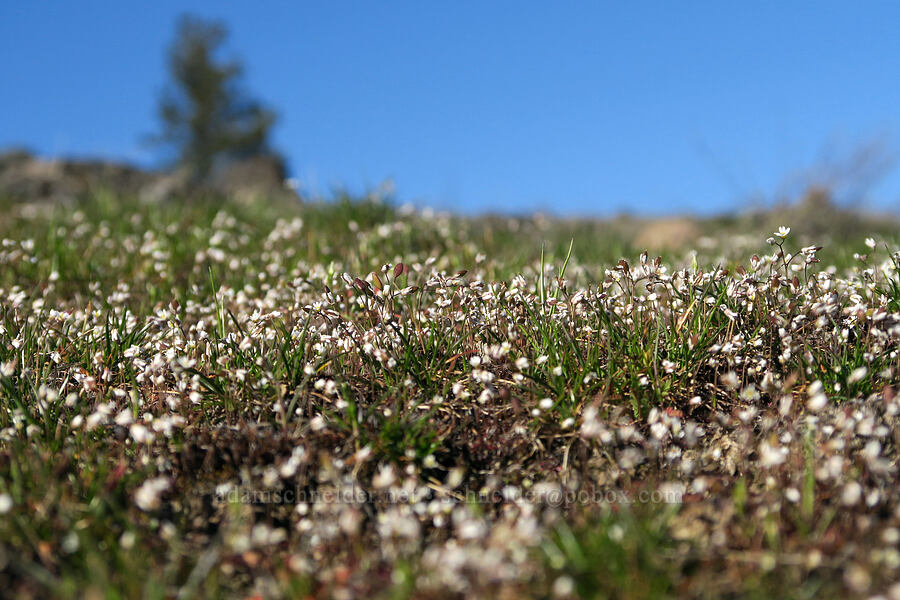 spring draba (Draba verna) [Mill Creek Ridge Preserve, Wasco County, Oregon]