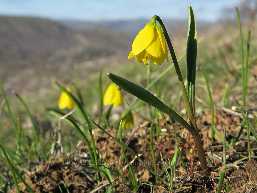 yellow bells (Fritillaria pudica) [Mill Creek Ridge Preserve, Wasco County, Oregon]