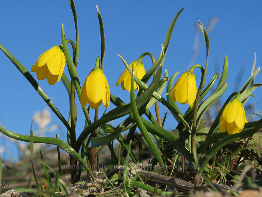yellow bells (Fritillaria pudica) [Mill Creek Ridge Preserve, Wasco County, Oregon]