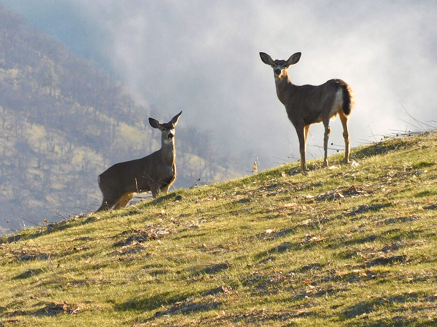 mule deer (Odocoileus hemionus columbianus) [Mill Creek Ridge Preserve, Wasco County, Oregon]