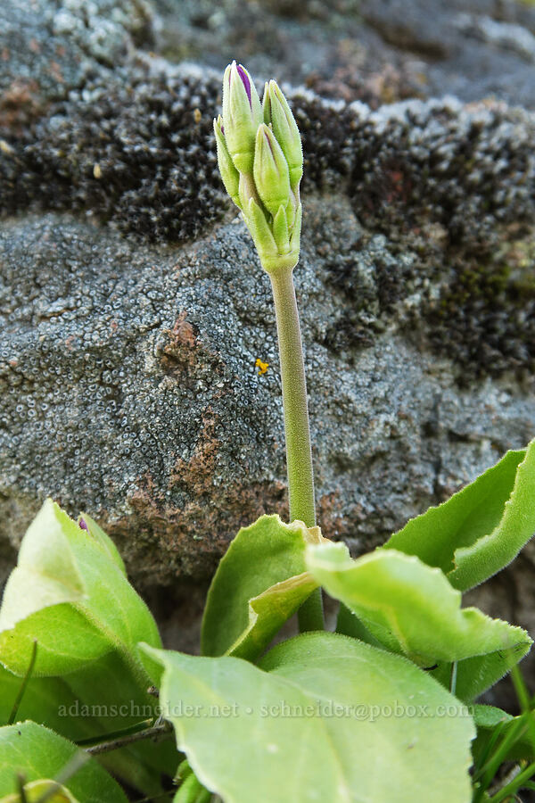 poet's shooting star, budding (Dodecatheon poeticum (Primula poetica)) [Mill Creek Ridge Preserve, Wasco County, Oregon]
