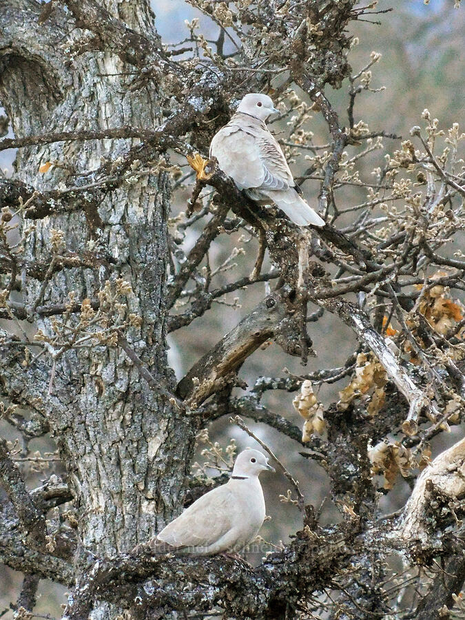 Eurasian collared-dove (Streptopelia decaocto) [Mill Creek Ridge Preserve, Wasco County, Oregon]