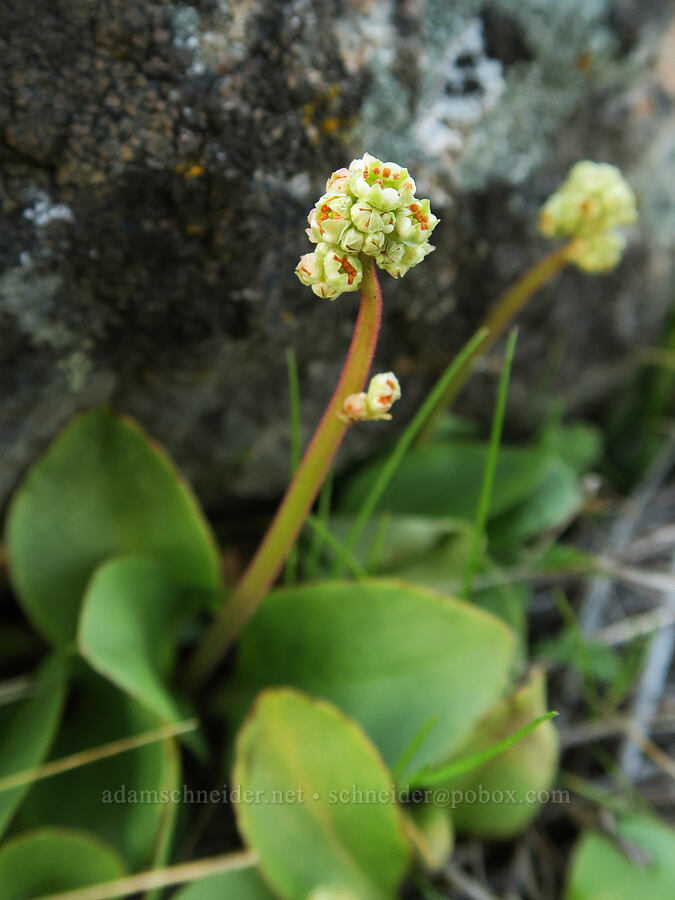 brittle-leaf saxifrage (Micranthes fragosa (Saxifraga integrifolia var. claytoniifolia)) [Mill Creek Ridge Preserve, Wasco County, Oregon]