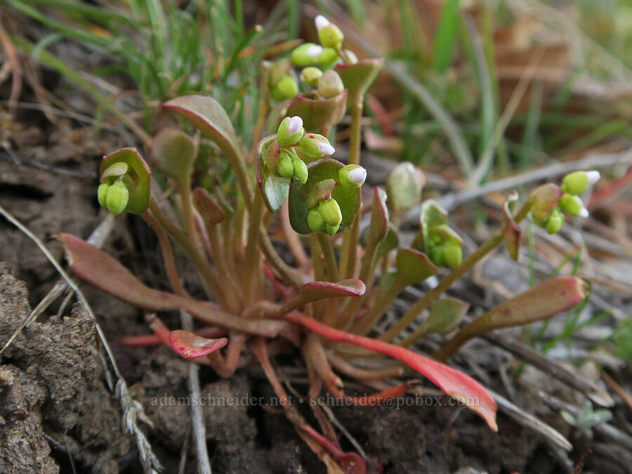 red-stem miner's lettuce (Claytonia rubra ssp. depressa (Montia perfoliata var. depressa)) [Mill Creek Ridge Preserve, Wasco County, Oregon]