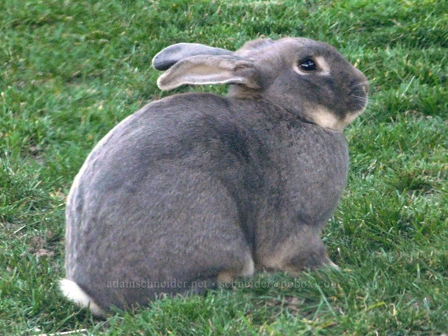 nervous rabbit [Mill Creek Road, Wasco County, Oregon]
