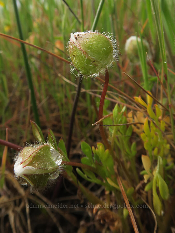 large-flowered woolly meadow-foam (Limnanthes pumila ssp. grandiflora (Limnanthes floccosa ssp. grandiflora)) [Agate Desert Preserve, Jackson County, Oregon]