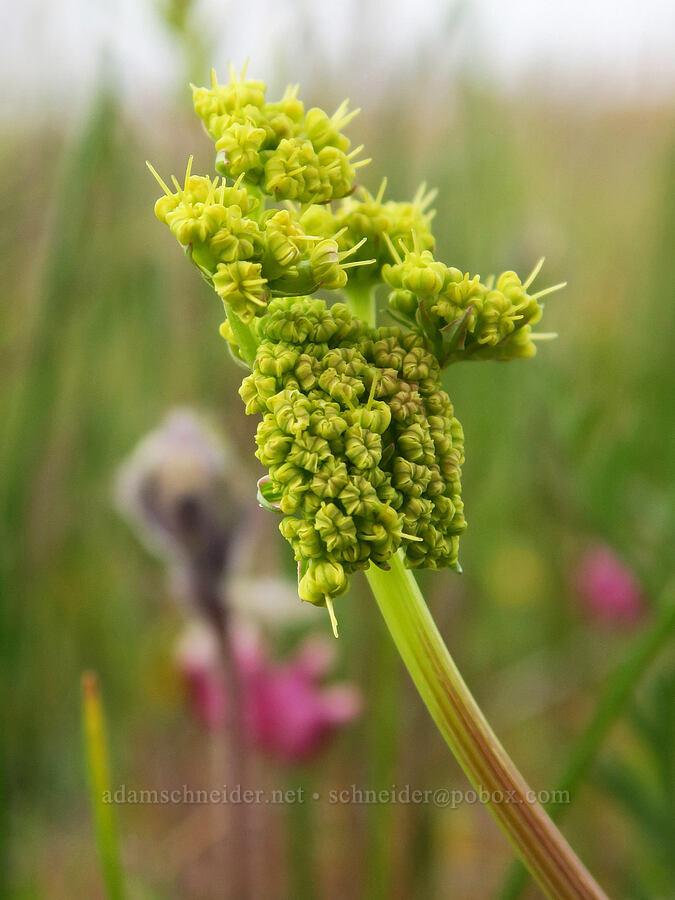 Cook's desert parsley, budding (Lomatium cookii) [Agate Desert Preserve, Jackson County, Oregon]