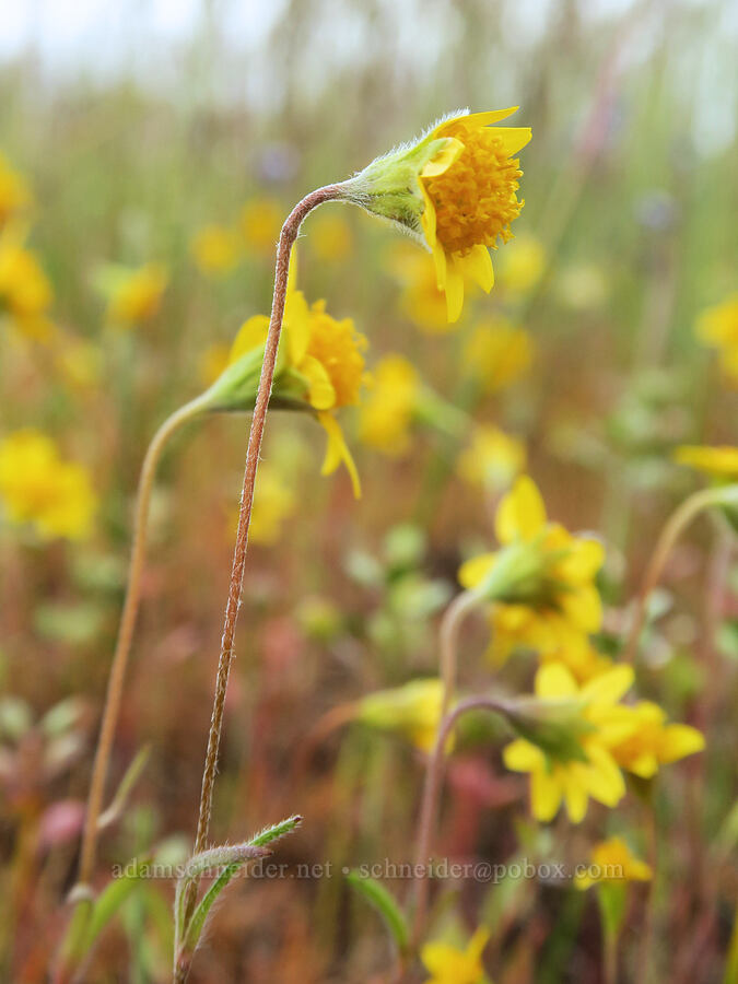 California gold-fields (Lasthenia californica) [Agate Desert Preserve, Jackson County, Oregon]