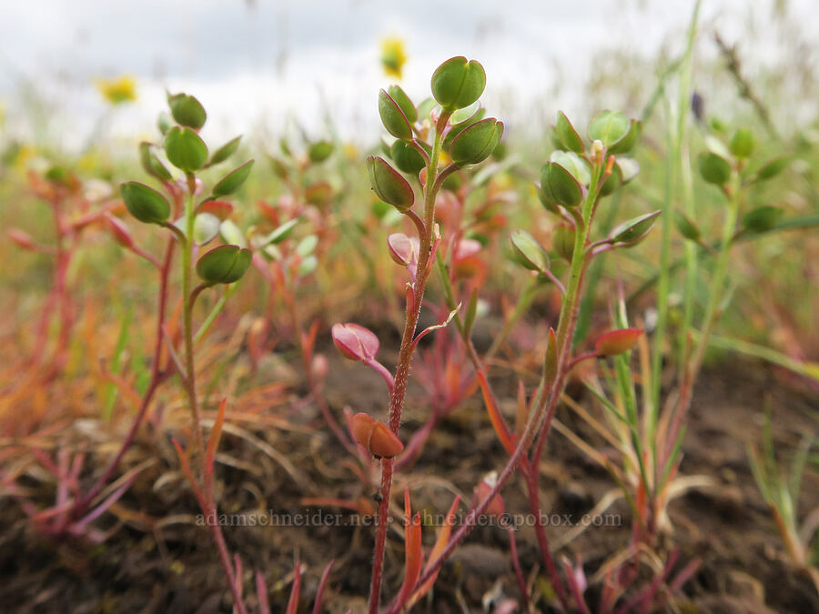 shining pepper-weed (Lepidium nitidum) [Agate Desert Preserve, Jackson County, Oregon]