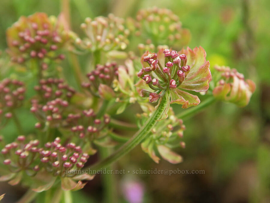 common desert parsley (spring-gold), going to seed (Lomatium utriculatum) [Agate Desert Preserve, Jackson County, Oregon]