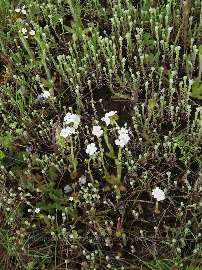 tawny popcorn flower & slender cotton-weed (Plagiobothrys fulvus var. campestris, Micropus californicus) [Agate Desert Preserve, Jackson County, Oregon]