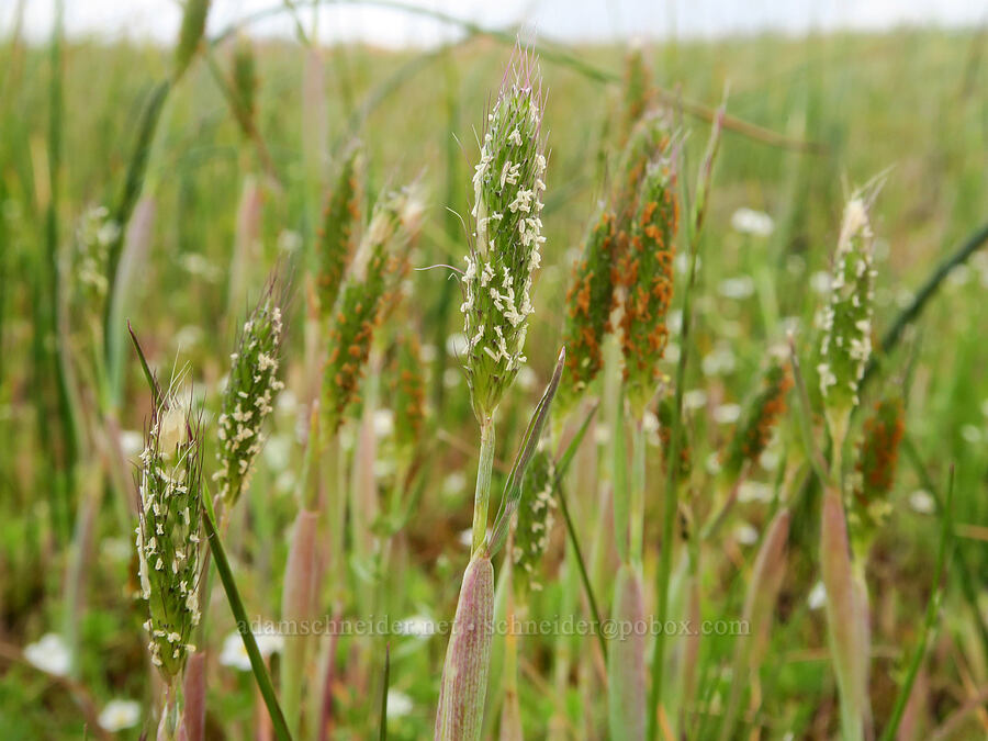 Pacific foxtail grass (Alopecurus saccatus) [Agate Desert Preserve, Jackson County, Oregon]