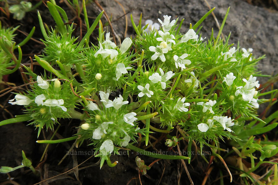 white-head navarretia (Navarretia leucocephala ssp. leucocephala) [Agate Desert Preserve, Jackson County, Oregon]